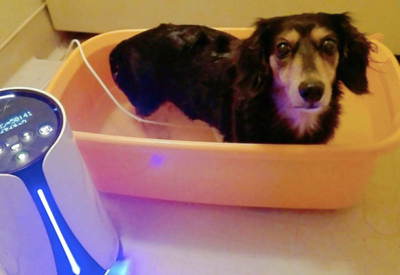 水素風呂リタライフを使うペットの犬